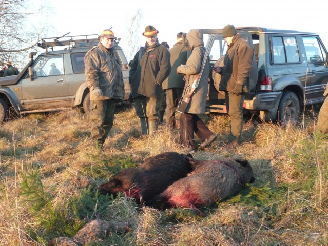 Polow. Zarzadow Odyniec 2008